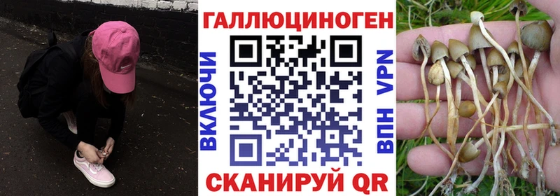 площадка Telegram  Шадринск  Псилоцибиновые грибы мицелий 